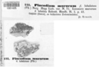 Caloplaca saxicola image